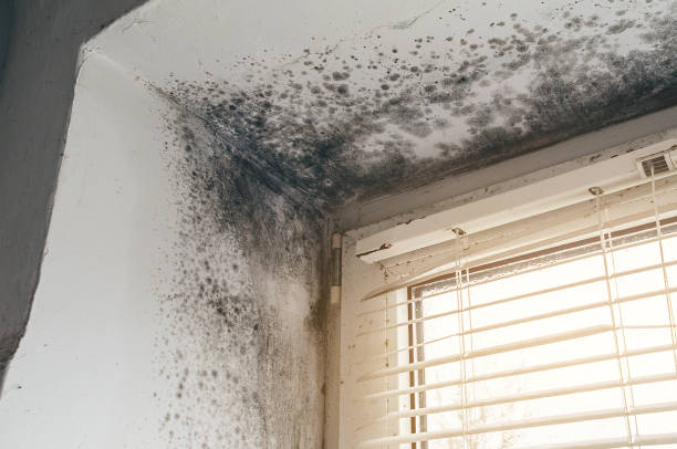 Affordable Mold Remediation solutions in Coinjock, NC